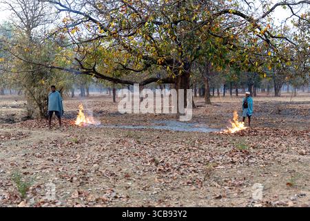 Uomini del posto in piedi davanti a un fuoco del Bush per scaldarsi in una fredda giornata mattutina a Chhattisgarh, in india Foto Stock