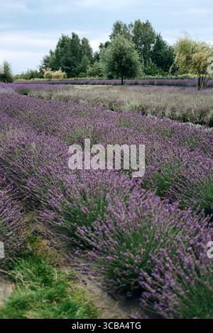 I campi di lavanda si estendono su terreni leggermente inclinati con alberi sparsi sotto un cielo nuvoloso. Agricoltura rigenerativa, agricoltura sostenibile, lavanda Foto Stock