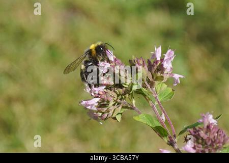 Specie di Bumblebee nel complesso terrestre di Bombus. Sui fiori di Origanum, famiglia Lamiaceae. Giardino olandese, estate, luglio Foto Stock