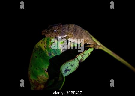 Calumma parsonii cristifer, camaleonte cornuto del Madagascar, arroccato su un ramo lungo il canale Pangalanes, mostrando il suo caratteristico corno nasale Foto Stock