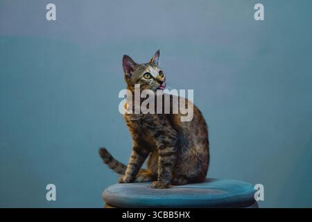 Un affascinante gatto che posa graziosamente su uno sgabello con uno sfondo artistico e colorato Foto Stock