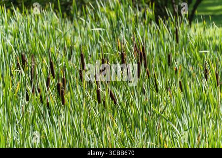 Reed Cattail nel vento. I gambi verdi densi con numerose code marroni ondeggiano nel vento. Questa tipica pianta ripariale cresce selvatica ai margini di un wa Foto Stock