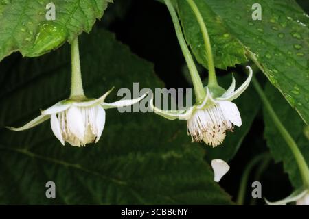 Fiori e foglie di lampone coltivati in un giardino all'inglese con attrezzi di assegnazione e letti sullo sfondo Foto Stock