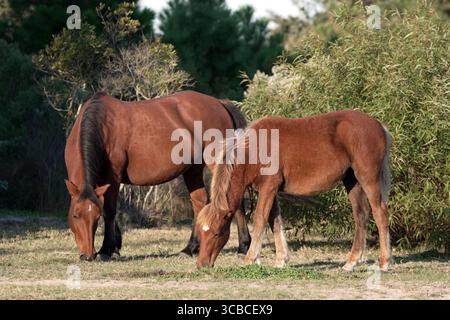 20 ottobre 2023, Corolla, Outer Banks, North Carolina, USA: le storiche mandrie di Mustang coloniali spagnole vagano liberamente sulle spiagge delle Outer Banks. Questa mandria risale al XVI secolo e vive vicino alla storica città di Corolla, nelle Outer Banks della Carolina del Nord. I cavalli sono stati fotografati il 18 ottobre 2023. (Immagine di credito: © Karen Focht/ZUMA Press Wire) Foto Stock