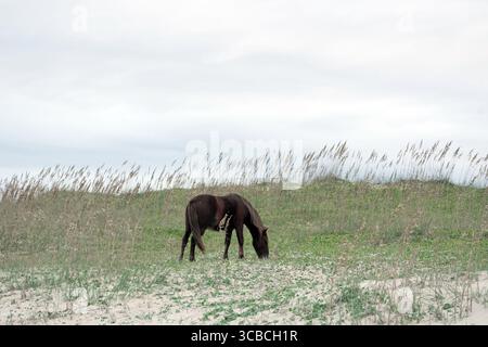 19 ottobre 2023, Corolla, Outer Banks, North Carolina, USA: le storiche mandrie di Mustang coloniali spagnole vagano liberamente sulle spiagge delle Outer Banks. Questa mandria risale al XVI secolo e vive vicino alla storica città di Corolla, nelle Outer Banks della Carolina del Nord. I cavalli sono stati fotografati il 18 ottobre 2023. (Immagine di credito: © Karen Focht/ZUMA Press Wire) Foto Stock