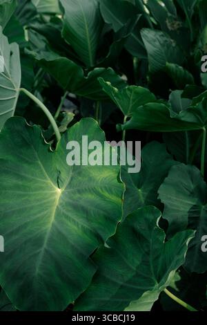 Grandi foglie di verde tropicale con una texture ricca e luce naturale. Foto Stock