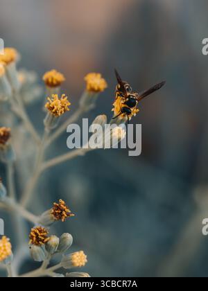 Api che raccolgono polline su un piccolo fiore giallo in giardino Foto Stock