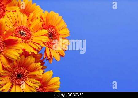Crisantemi Gerbera su sfondo blu orizzontale Foto Stock