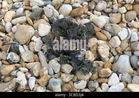 Primo piano della nuova crescita della pianta selvatica commestibile cavolo di mare o Crambe maritima che cresce in ghiaia da spiaggia e ciottoli originari del sud del Regno Unito. Foto Stock