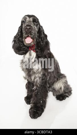 Cucciolo di spaniel, cocker inglese di cinque mesi, isolato su sfondo bianco Foto Stock