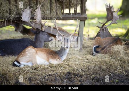 Cervo rosso cervo con palchi in autunno su un prato, foresta nera in Germania, fauna selvatica nel bosco, fieno nella mangiatoia Foto Stock