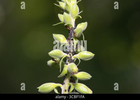 Afidi e formiche su una pianta, linfa che succhia insetti, Aphidoidea, farfalla verde o farfalla nera, peste degli insetti nel giardino Foto Stock