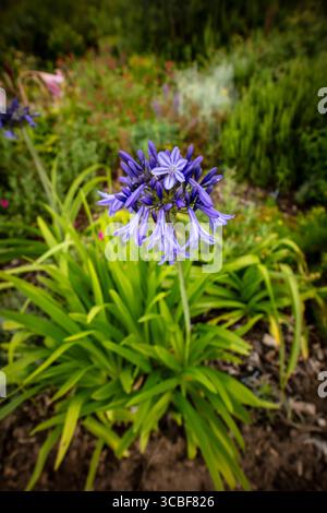 Primo piano naturale pianta fiorita ritratto di delizioso, infuso di colori, Agapanto che fiorisce abbondantemente. Ammirato, porta bellezza, memoria, nostalgia, audace Foto Stock