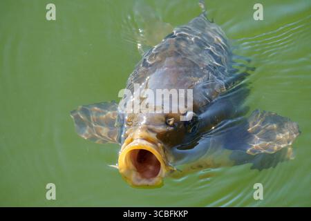Una carpa a specchio (Cyprinus carpio var. specularis) nuota in acqua verdastra con la bocca aperta, mostrando il suo caratteristico motivo a scala e l'acqua naturale Foto Stock