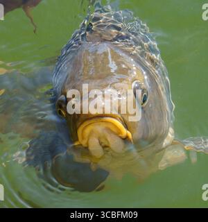 Una carpa (Cyprinus carpio) nuota appena sotto la superficie dell'acqua verdastra, la sua testa e scaglie chiaramente visibili in questo dettagliato primo piano acquatico. Foto Stock