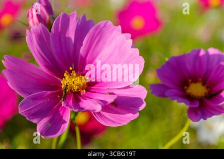 Cosmos rosa brillante Fiori che fioriscono sotto la calda luce del sole autunnale Foto Stock