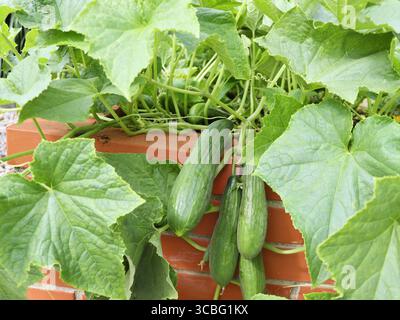 Cetrioli appesi al ramo . Cetrioli verdi sani su vite che cresce su letti di mattoni rialzati Foto Stock