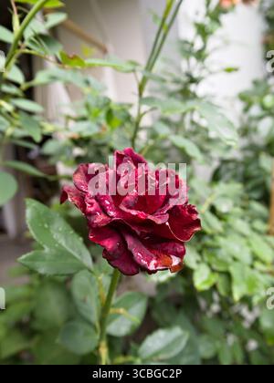 Romantiche rose rosse fiorite con gocce d'acqua su un vivace fogliame verde. Foto Stock