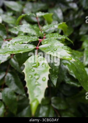 Deatiled Mahonia foglia da vicino in un giorno di pioggia. Foto Stock