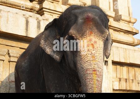 Elefante indiano di fronte a un tempio di Hampi, in India, dipinto con i colori della festa di holi Foto Stock