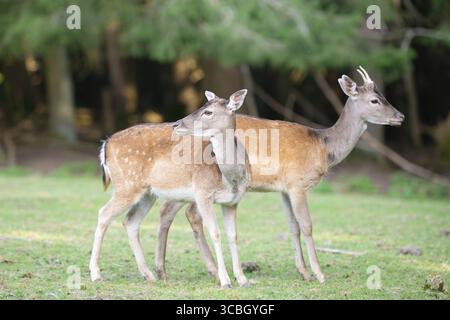 Cervo rosso cervo con palchi in autunno su un prato, foresta nera in Germania, fauna selvatica nel bosco Foto Stock