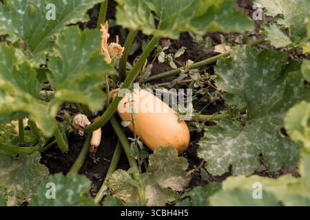 Una vivace ripresa ravvicinata mette in mostra una zucca di deliziosa dorata annidata tra foglie verdi lussureggianti e terreno scuro in un giardino, raffigurante un har estivo Foto Stock