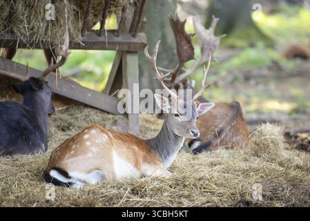 Cervo rosso cervo con palchi in autunno su un prato, foresta nera in Germania, fauna selvatica nel bosco, fieno nella mangiatoia Foto Stock