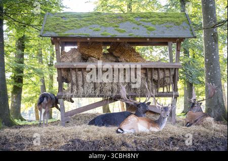 Cervo rosso cervo con palchi in autunno su un prato, foresta nera in Germania, fauna selvatica nel bosco, fieno nella mangiatoia Foto Stock