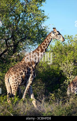 Una giraffa sfiora su alberi in Etosha National Park, Namibia. Foto Stock