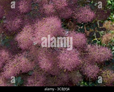 affumicato europeo Cotinus coggygria, Renania, Germania Foto Stock