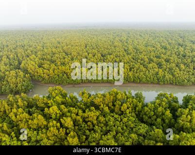 Vista aerea del fiume scuro che attraversa la fitta e verde tettoia della foresta di mangrovie di Sundarban, un arazzo dell'arte della natura, Sundarban, divisione Khulna, Bangladesh. Foto Stock