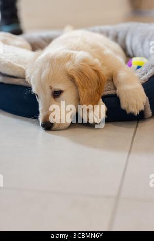 Cucciolo Golden retriever disteso su un morbido letto per cani su pavimento piastrellato, con sbirciatina colorata. Adorabile, animale domestico, comfort, accogliente, relax, giocoso, caldo Foto Stock