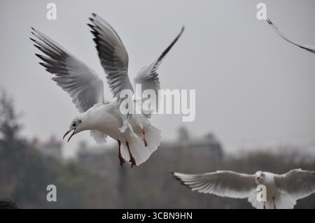 Un gabbiano sorvola il grigio cielo invernale, le ali allungate e il becco si aprono, mentre un altro scivola tranquillamente sullo sfondo sfocato. Foto Stock