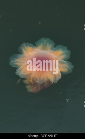 Vista aerea di una medusa con un vivace nucleo viola-rossastro e appendici traslucide simili a fiori che fluttuano serenamente nelle oscure e misteriose acque di Unalaska, Alaska, Stati Uniti. Foto Stock