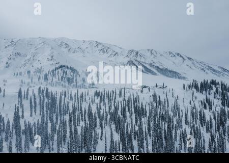 Veduta aerea di sempreverdi carichi di neve che raggiungono il cielo sullo sfondo del maestoso Himalaya innevato, Gulmarg, Jammu e Kashmir, India. Foto Stock