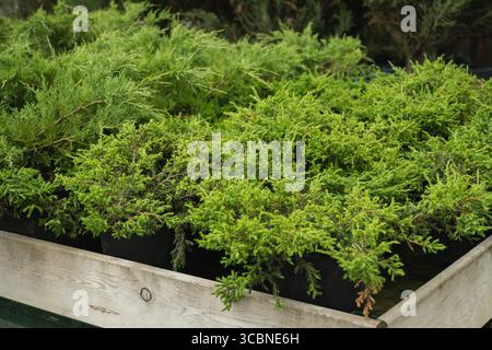 Alberi di abete ginepro densi nel vivaio. Lussureggianti cespugli di ginepro verdi in vasi di piantatrice neri in vendita. Giardini, giardini o ornamentali. Tutto Foto Stock