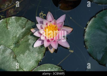 Giglio d'acqua lilla fiore in uno stagno di un giardino botanico Foto Stock