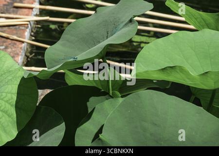 Il drago blu vola su foglie di loto in un giardino botanico Foto Stock