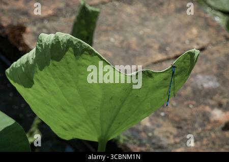 Il drago blu vola su foglie di loto in un giardino botanico Foto Stock