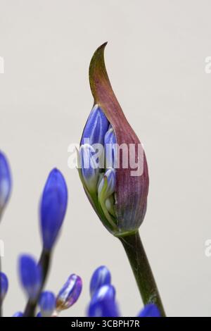 Giglio africano (Agapanthus-Hybride), la fioritura che si apre, Francia, Bretagna Foto Stock
