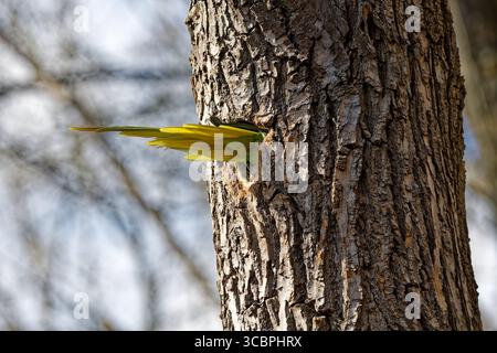 Pappagallo di alessandrina, pappagallo di Alessandrina (Psittacula eupatria), coda che guarda fuori dal buco di nidificazione in una robinia, Germania, Nort Foto Stock