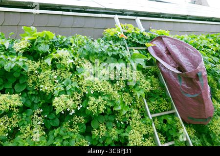 Ortensie rampicanti (Hydrangea petiolaris, Hydrangea anomala subsp. Petiolaris), scala su una grondaia, in corso di pulizia, Germania Foto Stock