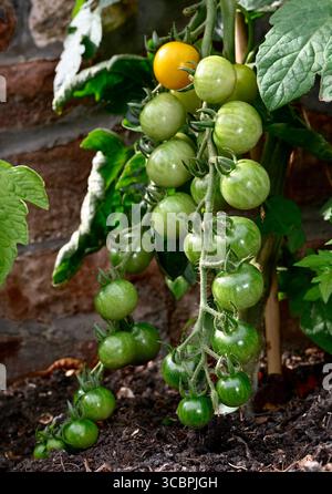 Pomodoro ciliegino (varietà Sungold) in capriate coltivate in piante da giardino una gialla matura altre ancora verdi e in via di sviluppo Foto Stock