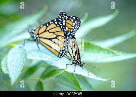 Comportamento di accoppiamento delle farfalle Monarch minacciate su Green Foliage. Foto Stock