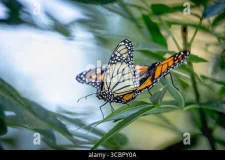 Comportamento di accoppiamento delle farfalle Monarch minacciate su Green Foliage. Foto Stock