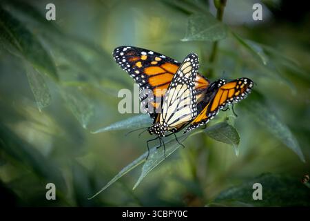 Comportamento di accoppiamento delle farfalle Monarch minacciate su Green Foliage. Foto Stock