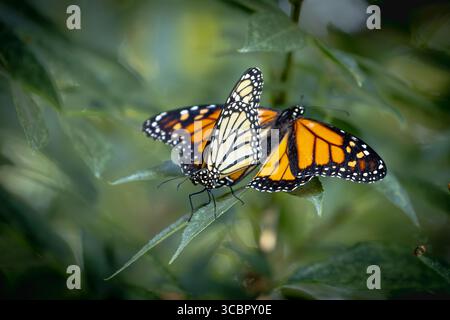 Comportamento di accoppiamento delle farfalle Monarch minacciate su Green Foliage. Foto Stock