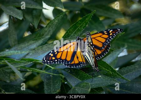 Comportamento di accoppiamento delle farfalle Monarch minacciate su Green Foliage. Foto Stock