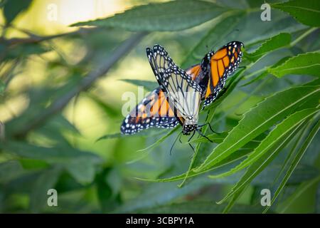 Comportamento di accoppiamento delle farfalle Monarch minacciate su Green Foliage. Foto Stock