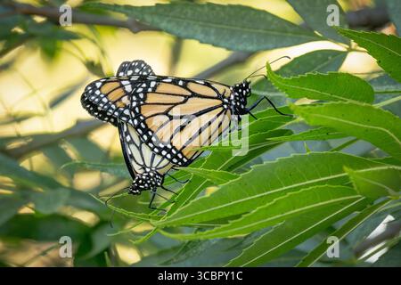 Comportamento di accoppiamento delle farfalle Monarch minacciate su Green Foliage. Foto Stock
